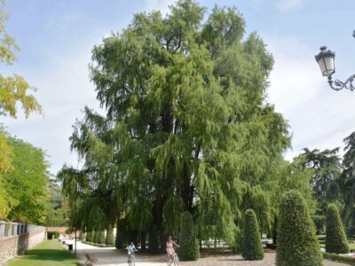 El árbol más veterano de Madrid